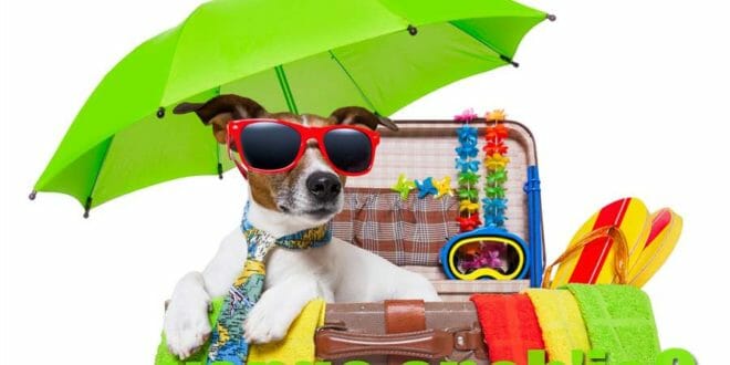 Offerta vacanze con animali a Rimini in PET-HOTEL