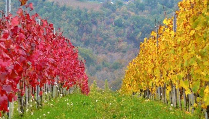 Passioni d'Autunno