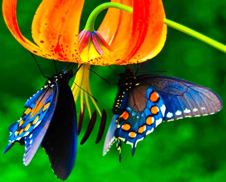 Casa delle farfalle con visita guidata gratuita