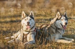 Husky Village Livigno Package