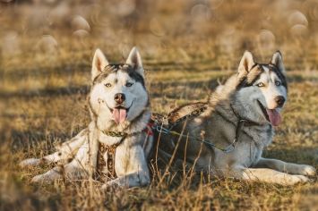Husky Village Livigno Package