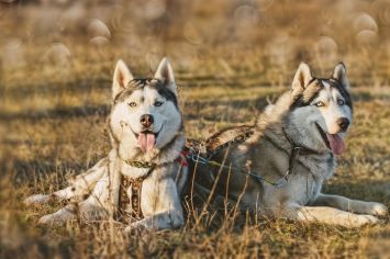 Husky Village Paket