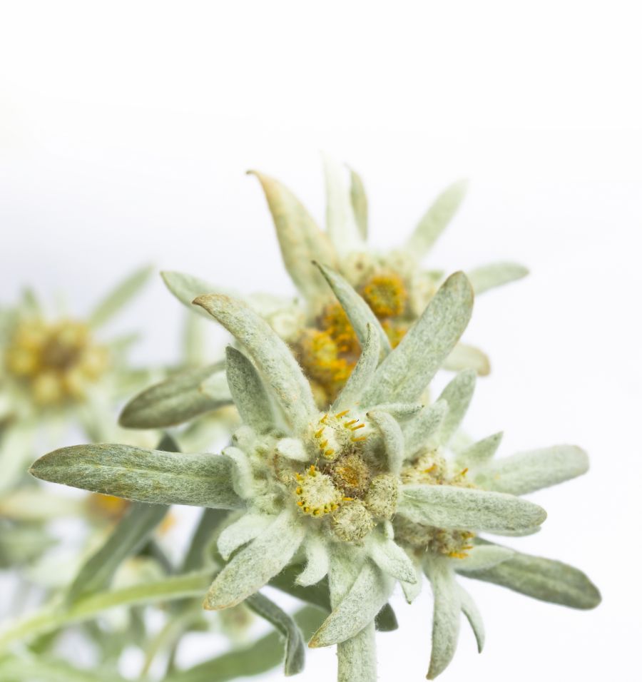 Speciale “rosalpina & alpine herbs”