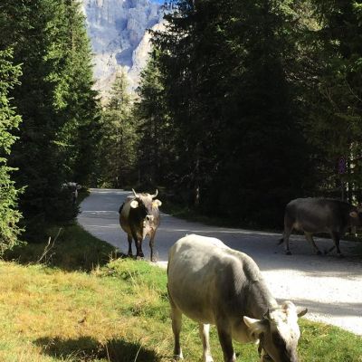 Weekly offer in September  in San Martino di Castrozza