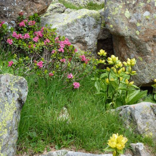 Weekly offer in June  in San Martino di Castrozza