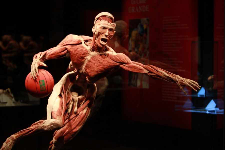 BODY WORLDS: The Happiness Project Discover the effects of HAPPINESS on your health!