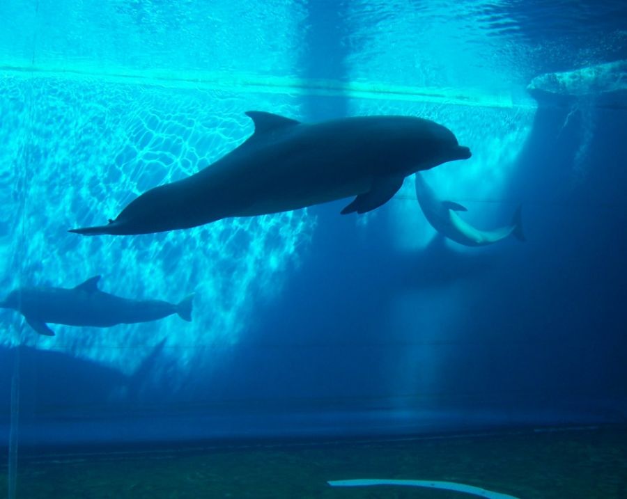 Offerte hotel vicino Acquario di Genova